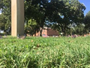 American flags placed on a grassy field at Howard Payne University with trees and a building in the background. | HPU