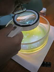 Examining a Howard Payne University petri dish contents through a magnifying glass. | HPU